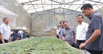 Bí thư Đà Nẵng kêu gọi doanh nghiệp lớn nâng tầm "quốc bảo" sâm Ngọc Linh