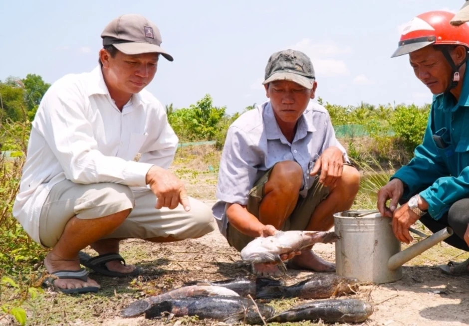 Cá bống tượng chết hàng loạt gần dự án sân bay Cà Mau Cá bống tượng chết hàng loạt gần dự án sân bay Cà Mau