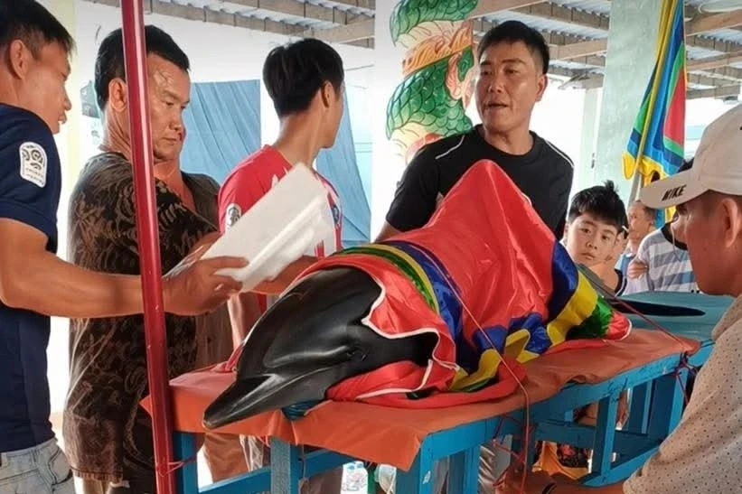 Cá heo tiếp tục dạt vào bờ sau nhiều lần được ngư dân đẩy ra biển