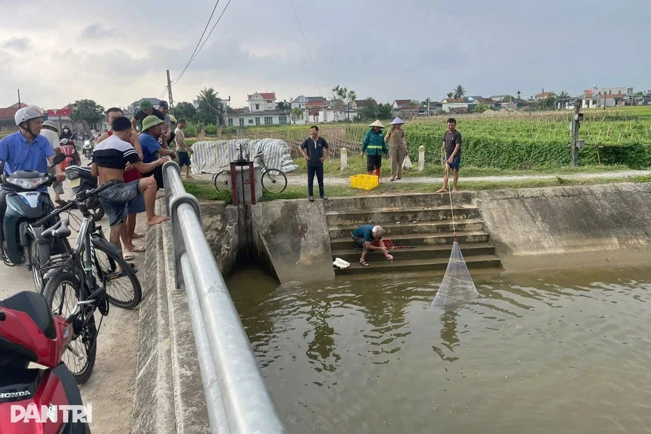 Cá nổi dày đặc bất thường trên sông, dân rủ nhau kéo lưới Cá nổi dày đặc bất thường trên sông, dân rủ nhau kéo lưới