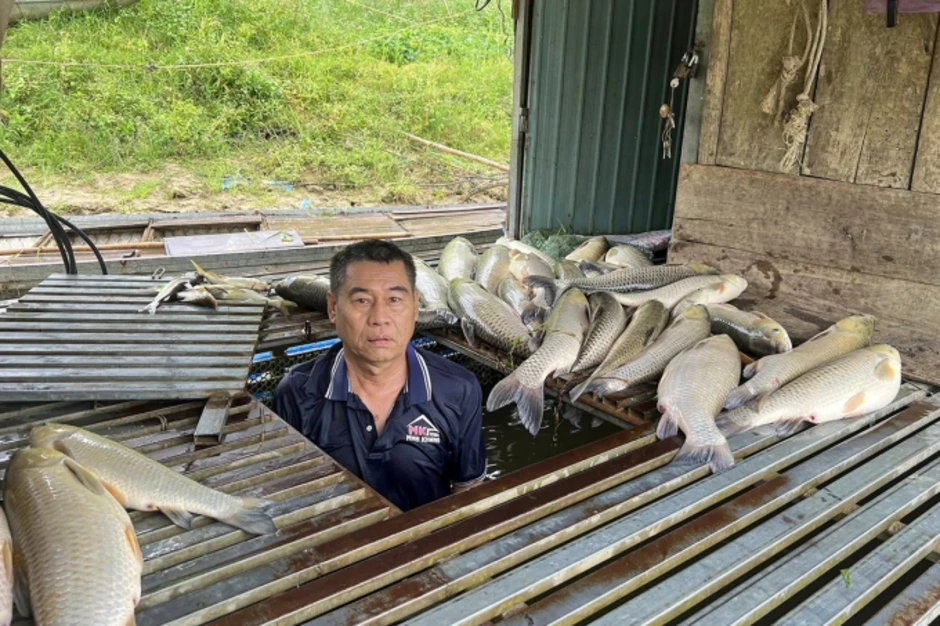 Cá nuôi lồng bè trên sông Lam chết hàng loạt Cá nuôi lồng bè trên sông Lam chết hàng loạt