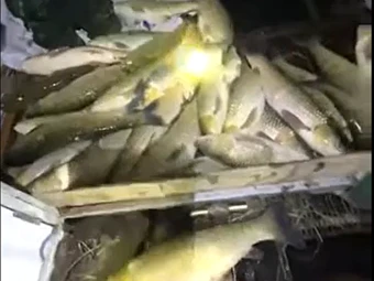 Cá nuôi lồng bè trên sông Lam chết trắng 2 ngày liên tiếp, thiệt hại gần chục tấn