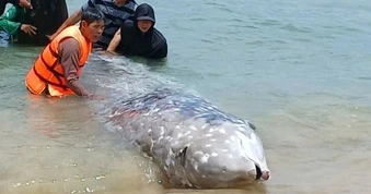 Cá "khủng" dạt vào biển Gia Lai là loài hiếm gặp, có thể lặn sâu 1.000m