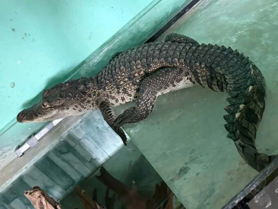 Cá sấu bò vào nhà dân lúc đêm khuya Cá sấu bò vào nhà dân lúc đêm khuya