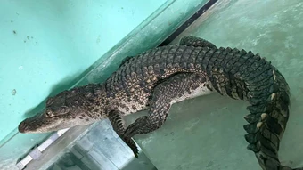 Cá sấu bò vào nhà dân lúc đêm khuya