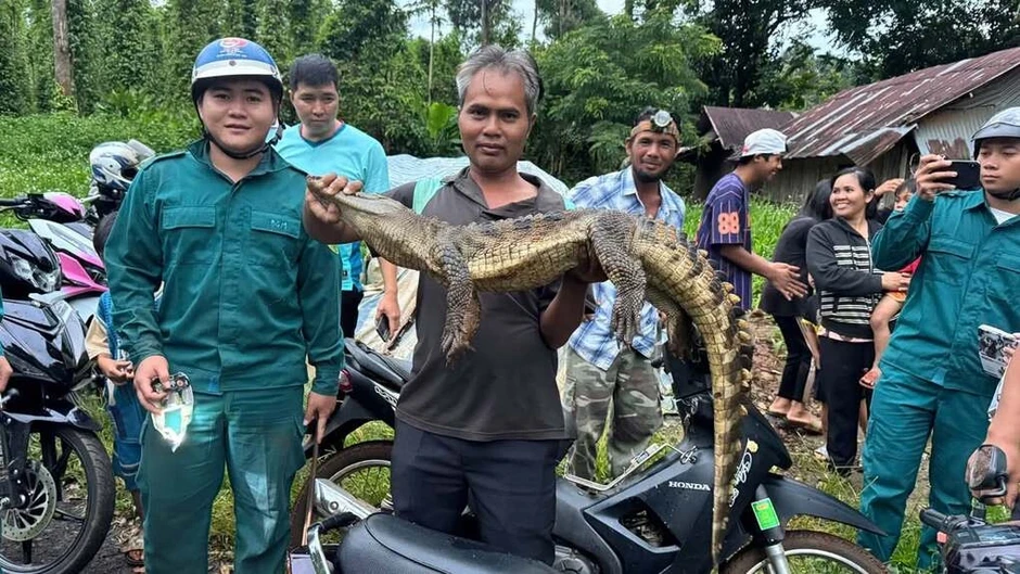 Cá sấu xuất hiện ở suối tại Đồng Nai