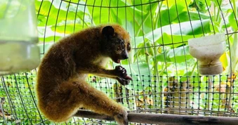Cá thể động vật quý hiếm nằm trong sách đỏ lạc vào nhà dân