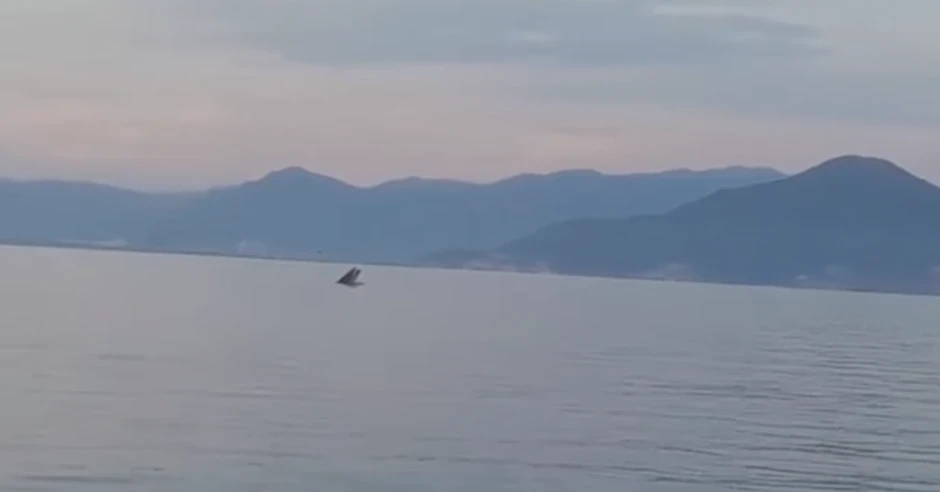 Cá voi Nha Trang xuất hiện: Khuyến cáo người dân bảo vệ động vật qúy hiếm Cá voi Nha Trang xuất hiện: Khuyến cáo người dân bảo vệ động vật qúy hiếm