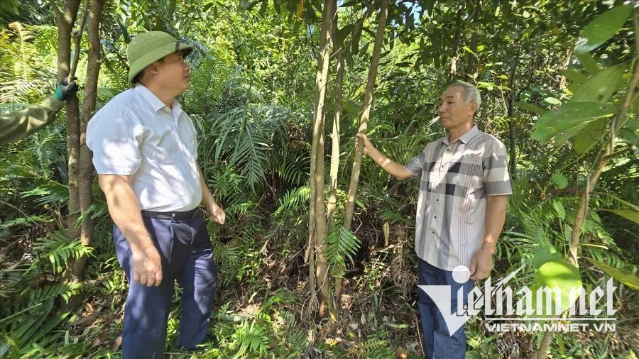 Cách thoát nghèo mới vùng cao Quảng Ninh: Cán bộ cùng dân làm kinh tế