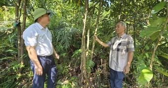 Cách thoát nghèo mới vùng cao Quảng Ninh: Cán bộ cùng dân làm kinh tế