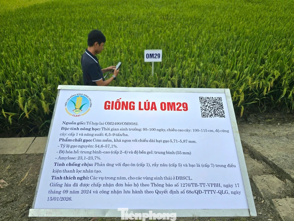 Cần có gạo Việt xanh, phát thải thấp Cần có gạo Việt xanh, phát thải thấp