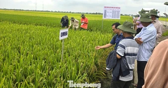 Cần có gạo Việt xanh, phát thải thấp