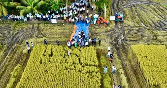 Cần Thơ sắp có “Con đường lúa gạo” từ ruộng đồng đến nông nghiệp 4.0