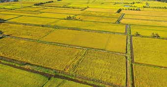 'Cánh đồng tri thức' ở Đồng bằng sông Cửu Long