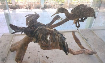 Cảnh hoang phế ở vườn chim Bạc Liêu