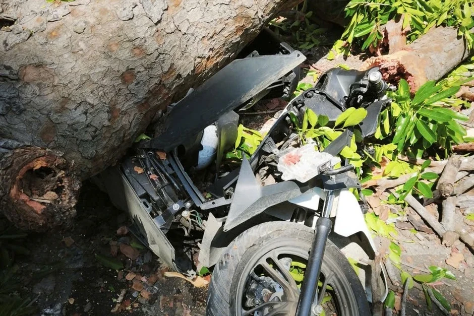 Cành xà cừ gãy đè trúng người đi đường