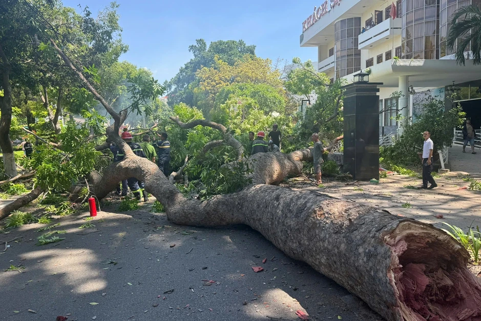 Cành xà cừ gãy đè trúng người đi đường
