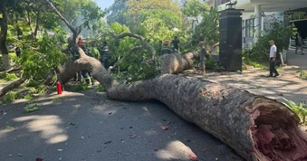 Cành xà cừ gãy đè trúng người đi đường