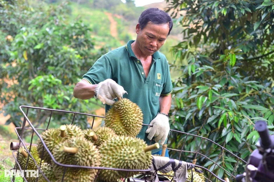 Cấp và quản lý mã số vùng trồng, cơ sở đóng gói toàn trình trên mạng Cấp và quản lý mã số vùng trồng, cơ sở đóng gói toàn trình trên mạng