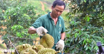 Cấp và quản lý mã số vùng trồng, cơ sở đóng gói toàn trình trên mạng