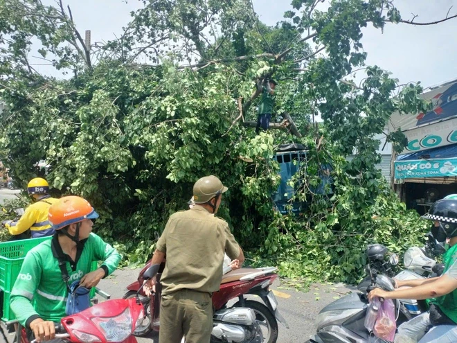 Cây bồ đề hơn 30 năm ở TPHCM bất ngờ đè lên xe tải đang chạy Cây bồ đề hơn 30 năm ở TPHCM bất ngờ đè lên xe tải đang chạy