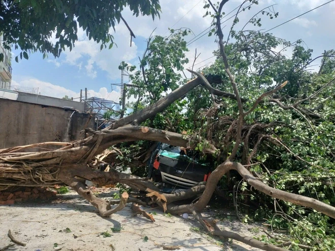 Cây bồ đề hơn 30 năm ở TPHCM bất ngờ đè lên xe tải đang chạy Cây bồ đề hơn 30 năm ở TPHCM bất ngờ đè lên xe tải đang chạy