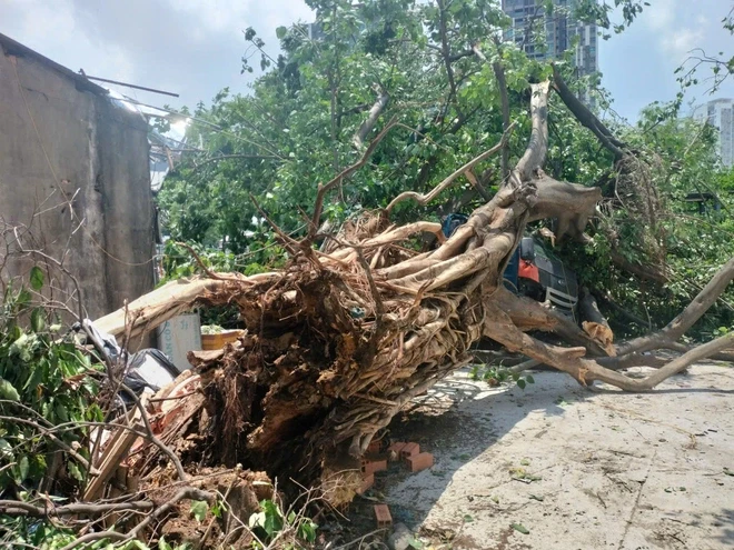 Cây bồ đề hơn 30 năm ở TPHCM bất ngờ đè lên xe tải đang chạy Cây bồ đề hơn 30 năm ở TPHCM bất ngờ đè lên xe tải đang chạy