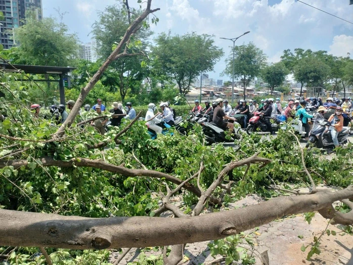 Cây bồ đề hơn 30 năm ở TPHCM bất ngờ đè lên xe tải đang chạy Cây bồ đề hơn 30 năm ở TPHCM bất ngờ đè lên xe tải đang chạy