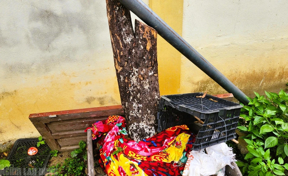 Cây cảnh muội hồng chết khô sau khi kiểm lâm thu giữ Cây cảnh muội hồng chết khô sau khi kiểm lâm thu giữ