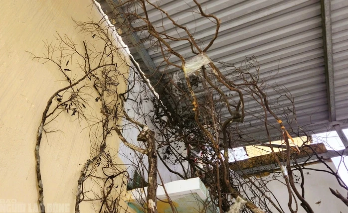 Cây cảnh muội hồng chết khô sau khi kiểm lâm thu giữ Cây cảnh muội hồng chết khô sau khi kiểm lâm thu giữ