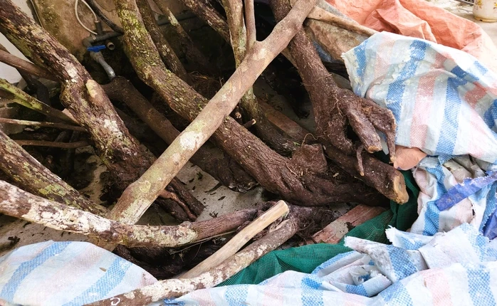 Cây cảnh muội hồng chết khô sau khi kiểm lâm thu giữ Cây cảnh muội hồng chết khô sau khi kiểm lâm thu giữ