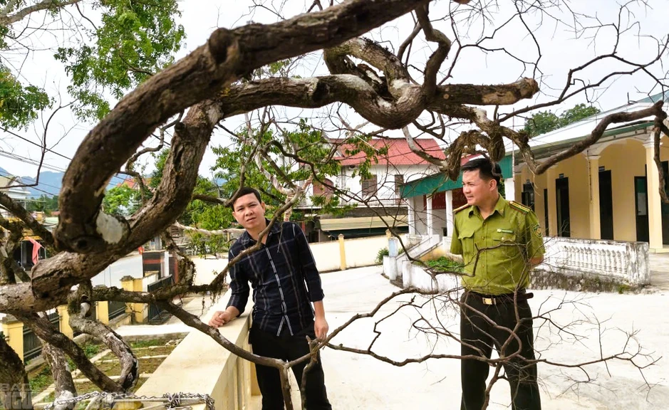 Cây cảnh muội hồng chết khô sau khi kiểm lâm thu giữ Cây cảnh muội hồng chết khô sau khi kiểm lâm thu giữ
