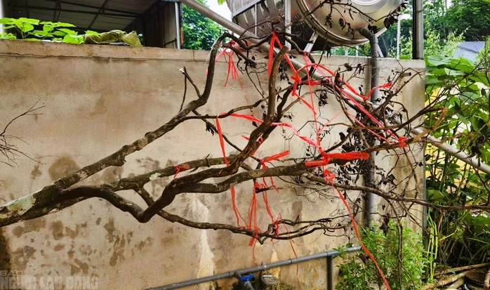 Cây cảnh muội hồng chết khô sau khi kiểm lâm thu giữ Cây cảnh muội hồng chết khô sau khi kiểm lâm thu giữ