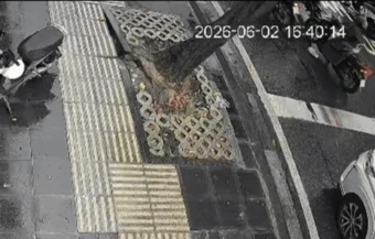 Cây đổ đè hai ôtô ở trung tâm TP HCM