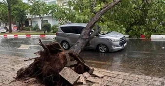 Cây ngã đè xe 7 chỗ, nhiều người thoát chết ở TPHCM