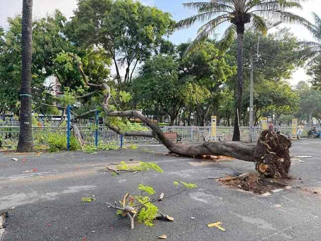 Cây phượng bật gốc ngã trong công viên ở trung tâm TPHCM Cây phượng bật gốc ngã trong công viên ở trung tâm TPHCM