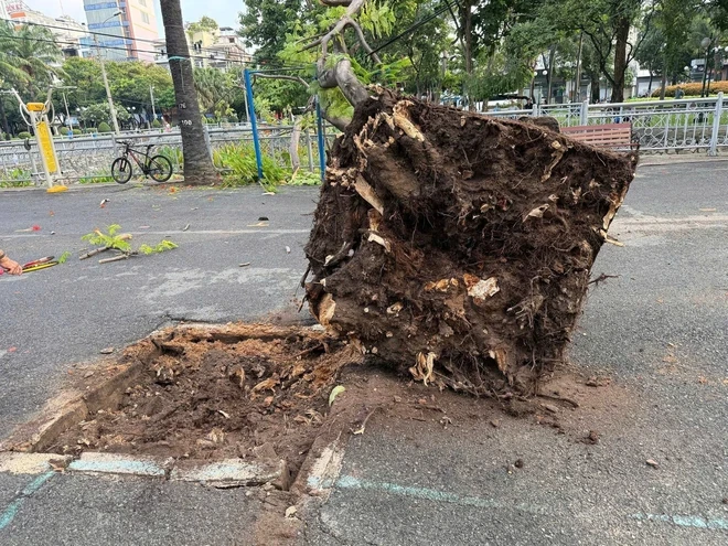 Cây phượng bật gốc ngã trong công viên ở trung tâm TPHCM Cây phượng bật gốc ngã trong công viên ở trung tâm TPHCM