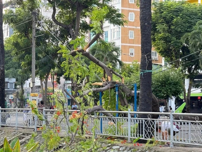 Cây phượng bật gốc ngã trong công viên ở trung tâm TPHCM Cây phượng bật gốc ngã trong công viên ở trung tâm TPHCM