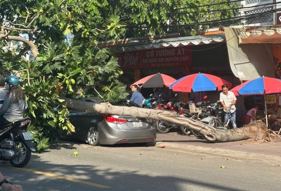 Cây sa kê bật gốc đè ôtô ở TP HCM Cây sa kê bật gốc đè ôtô ở TP HCM