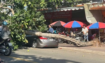 Cây sa kê bật gốc đè ôtô ở TP HCM