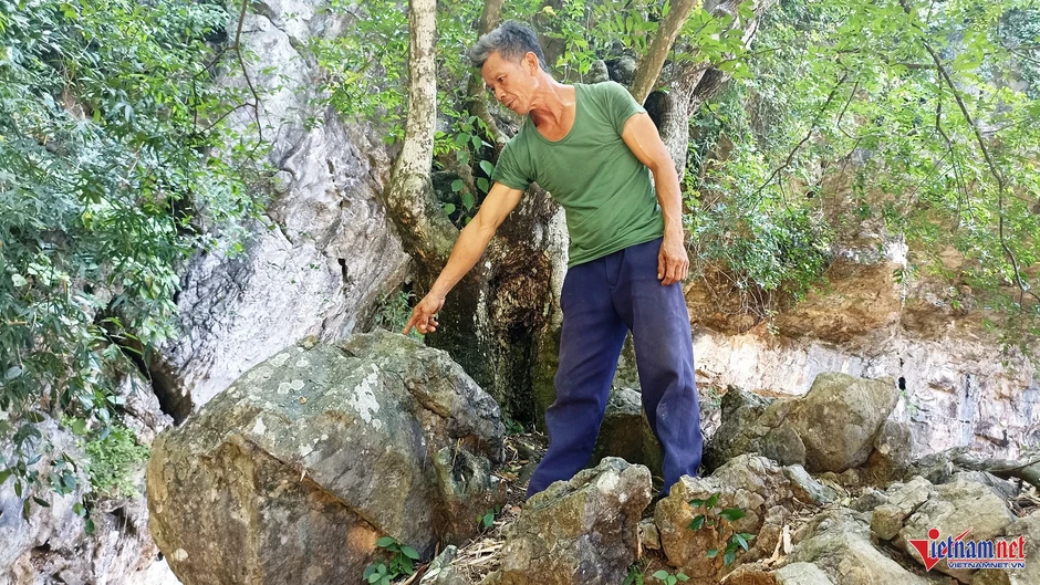 Cây thị 'ngậm ngọc' nghìn năm tuổi giữa núi đá, ra quả đổi hình mỗi năm