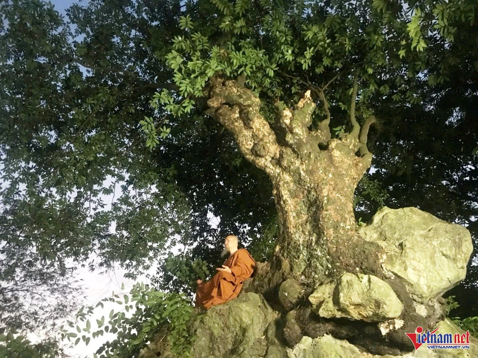 Cây thị 'ngậm ngọc' nghìn năm tuổi giữa núi đá, ra quả đổi hình mỗi năm