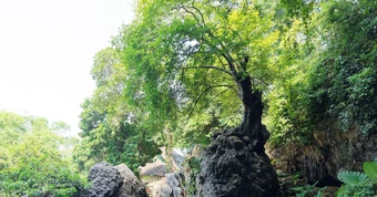 Cây thị 'ngậm ngọc' nghìn năm tuổi giữa núi đá, ra quả đổi hình mỗi năm