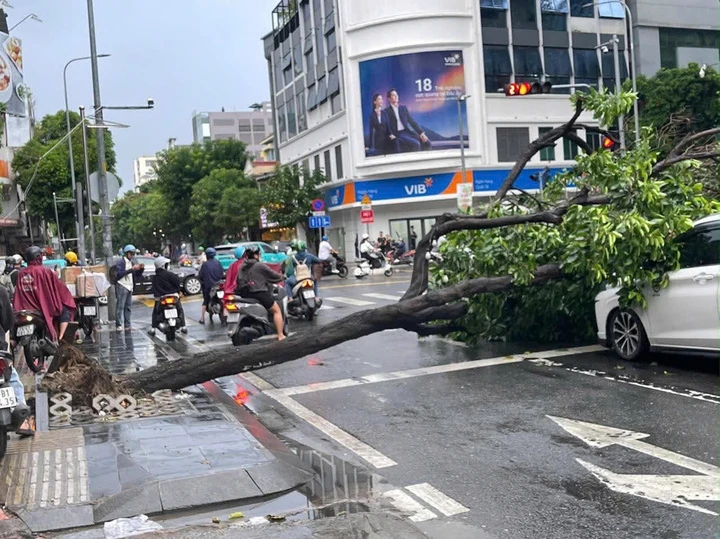 Cây xanh bật gốc đè trúng 2 ô tô ở giao lộ TP.HCM Cây xanh bật gốc đè trúng 2 ô tô ở giao lộ TP.HCM
