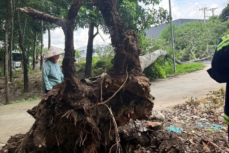 Cây xanh bật gốc, kéo đổ 2 cột điện ở TPHCM Cây xanh bật gốc, kéo đổ 2 cột điện ở TPHCM