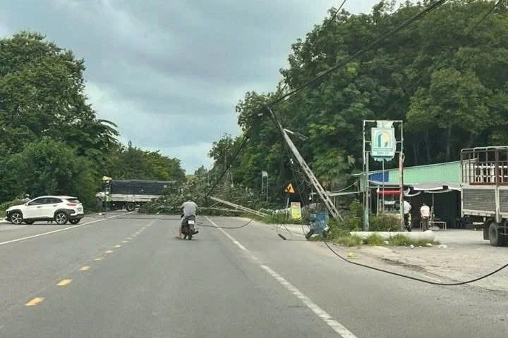 Cây xanh bật gốc, kéo đổ 2 cột điện ở TPHCM Cây xanh bật gốc, kéo đổ 2 cột điện ở TPHCM