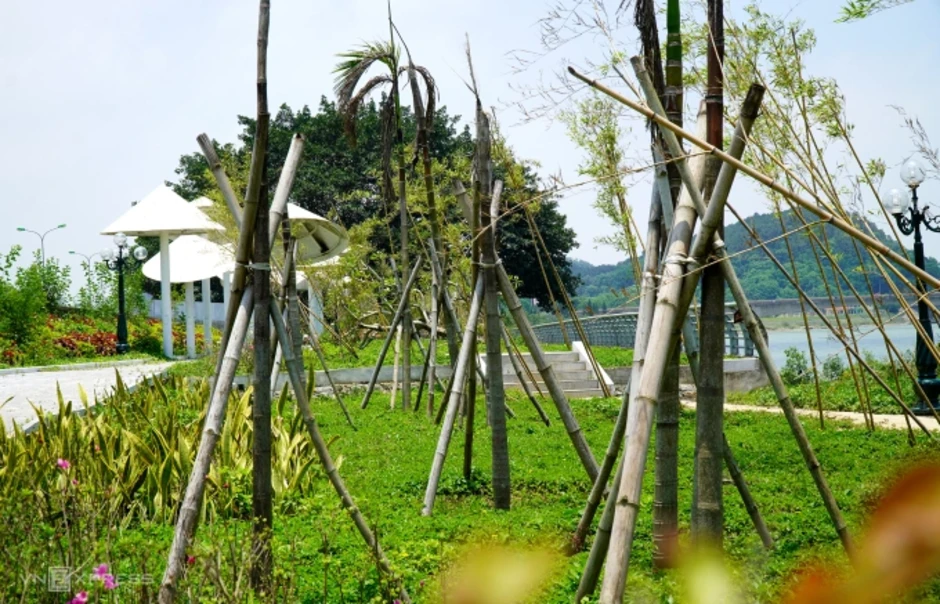 Cây xanh chết hàng loạt ở công viên tưởng niệm 64 giáo viên, học sinh Cây xanh chết hàng loạt ở công viên tưởng niệm 64 giáo viên, học sinh