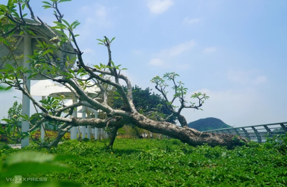 Cây xanh chết hàng loạt ở công viên tưởng niệm 64 giáo viên, học sinh Cây xanh chết hàng loạt ở công viên tưởng niệm 64 giáo viên, học sinh