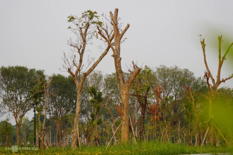 Cây xanh chết la liệt trong công viên lớn nhất Thanh Hóa