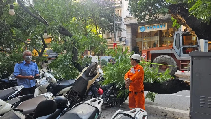 Cây xanh cỡ lớn trên phố Hà Nội bất ngờ gãy cành, đè loạt xe máy Cây xanh cỡ lớn trên phố Hà Nội bất ngờ gãy cành, đè loạt xe máy